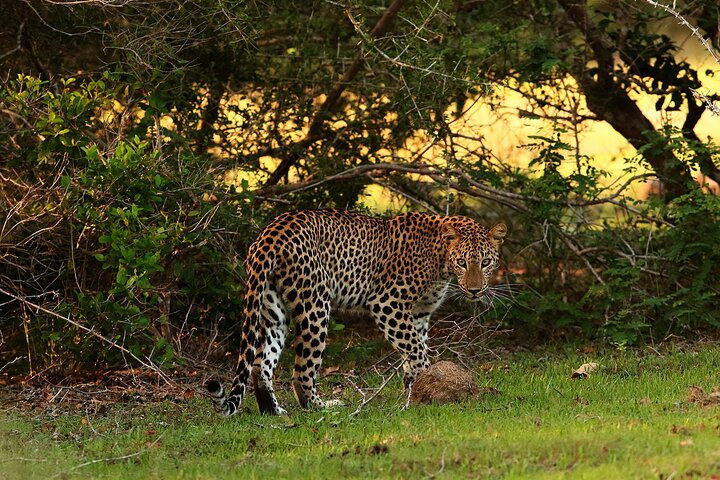 Full Day Wilpaththu National Park Safari (All Inclusive) - Photo 1 of 8